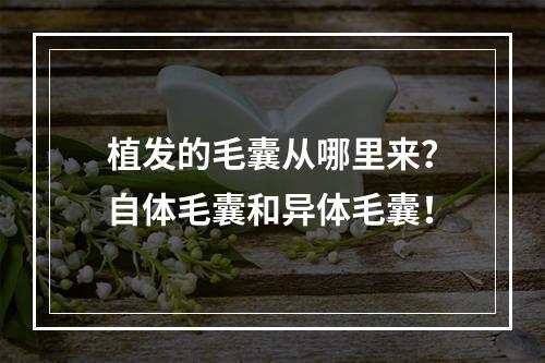 植发的毛囊从哪里来？自体毛囊和异体毛囊！