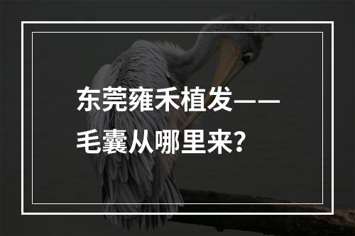 东莞雍禾植发——毛囊从哪里来？