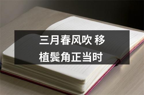 三月春风吹 移植鬓角正当时