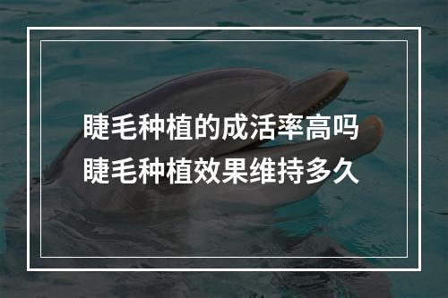 睫毛种植的成活率高吗 睫毛种植效果维持多久