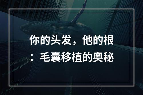 你的头发，他的根：毛囊移植的奥秘