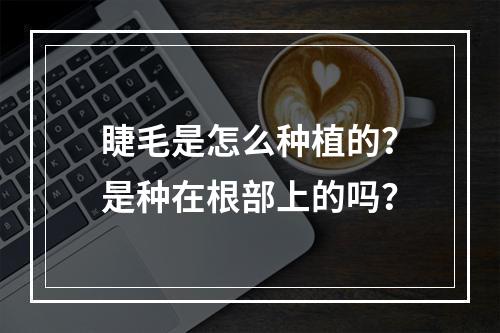 睫毛是怎么种植的？是种在根部上的吗？