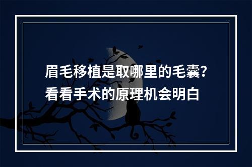 眉毛移植是取哪里的毛囊？看看手术的原理机会明白