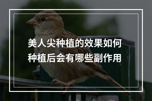 美人尖种植的效果如何 种植后会有哪些副作用