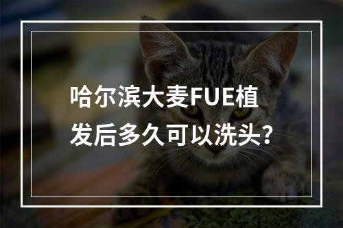 哈尔滨大麦FUE植发后多久可以洗头？