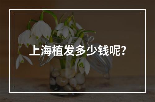 上海植发多少钱呢？