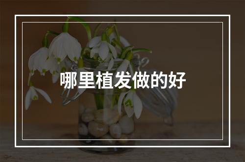 哪里植发做的好