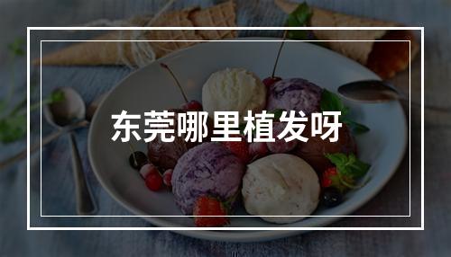 东莞哪里植发呀