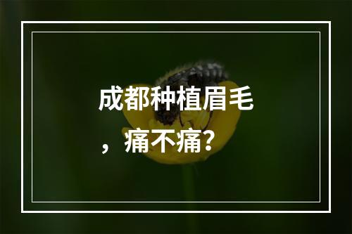 成都种植眉毛，痛不痛？