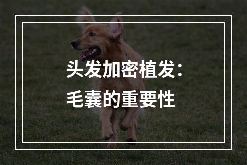 头发加密植发：毛囊的重要性