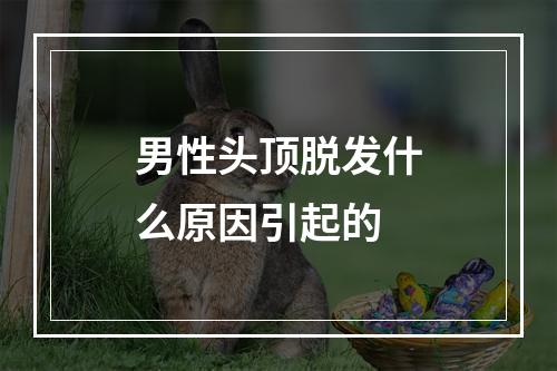 男性头顶脱发什么原因引起的