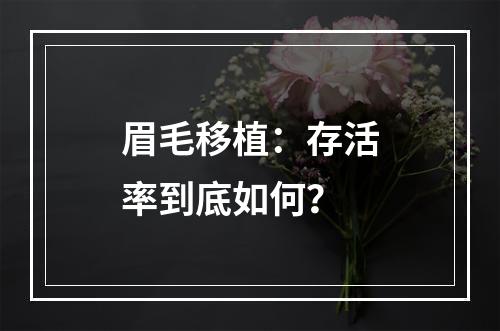 眉毛移植：存活率到底如何？