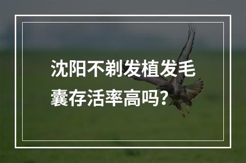 沈阳不剃发植发毛囊存活率高吗？