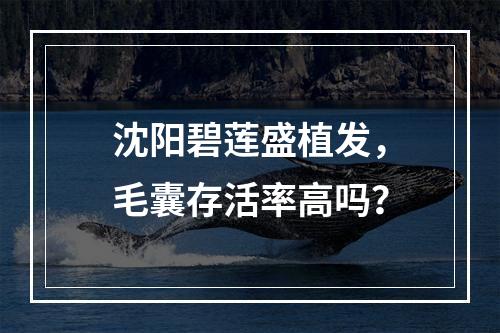 沈阳碧莲盛植发，毛囊存活率高吗？