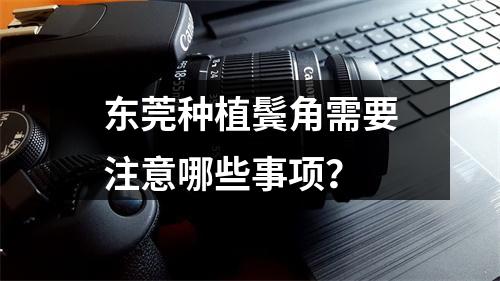 东莞种植鬓角需要注意哪些事项？