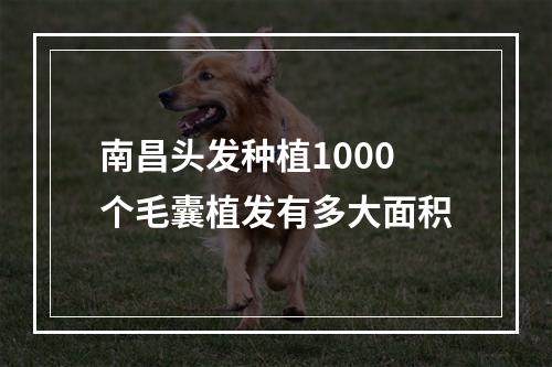 南昌头发种植1000个毛囊植发有多大面积