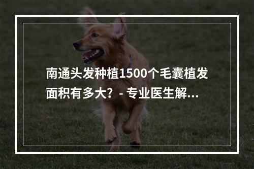 南通头发种植1500个毛囊植发面积有多大？- 专业医生解读