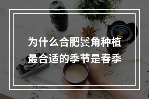 为什么合肥鬓角种植最合适的季节是春季