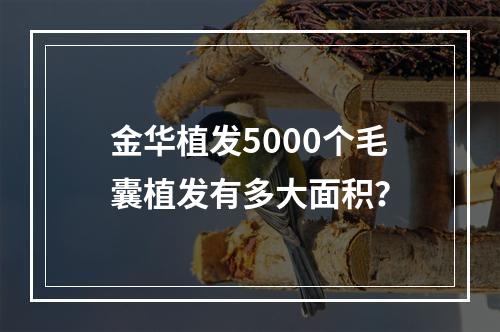 金华植发5000个毛囊植发有多大面积？