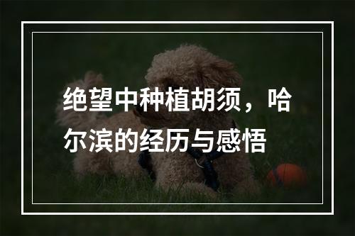 绝望中种植胡须，哈尔滨的经历与感悟