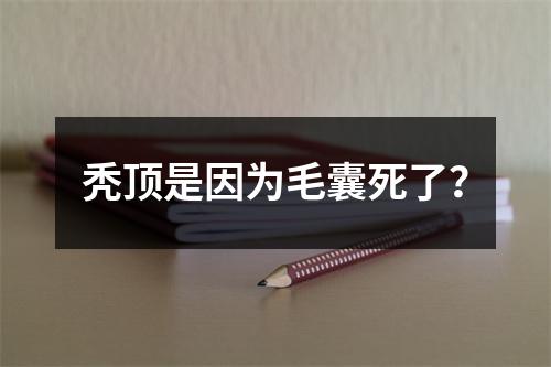 秃顶是因为毛囊死了？