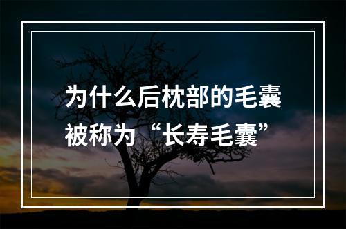 为什么后枕部的毛囊被称为“长寿毛囊”