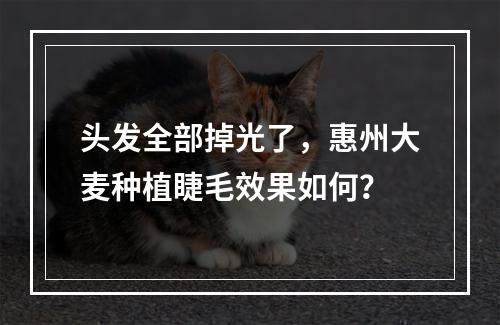 头发全部掉光了，惠州大麦种植睫毛效果如何？