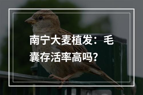 南宁大麦植发：毛囊存活率高吗？