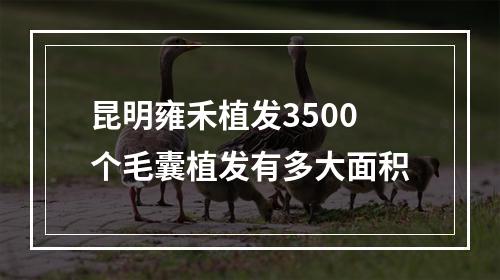 昆明雍禾植发3500个毛囊植发有多大面积