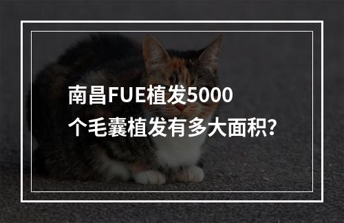 南昌FUE植发5000个毛囊植发有多大面积？