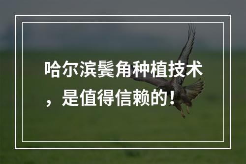 哈尔滨鬓角种植技术，是值得信赖的！