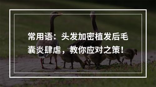 常用语：头发加密植发后毛囊炎肆虐，教你应对之策！