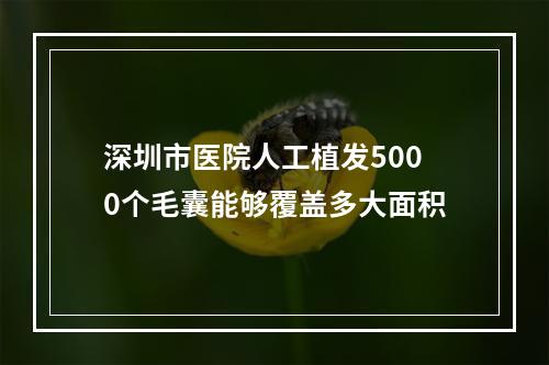 深圳市医院人工植发5000个毛囊能够覆盖多大面积