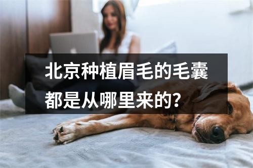 北京种植眉毛的毛囊都是从哪里来的？