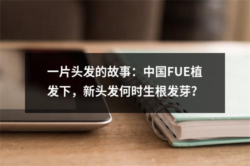 一片头发的故事：中国FUE植发下，新头发何时生根发芽？