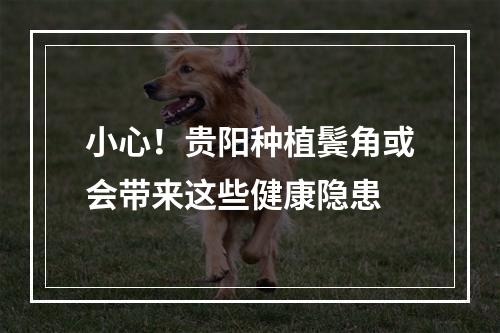 小心！贵阳种植鬓角或会带来这些健康隐患