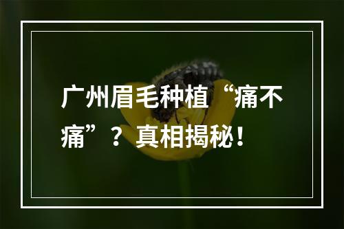 广州眉毛种植“痛不痛”？真相揭秘！