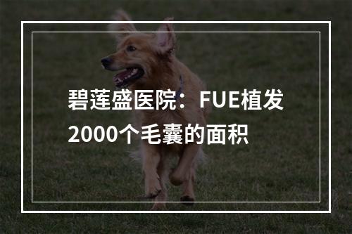 碧莲盛医院：FUE植发2000个毛囊的面积