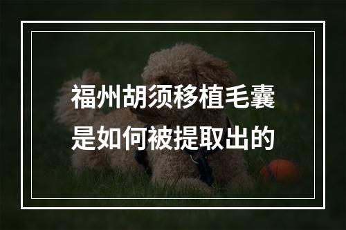 福州胡须移植毛囊是如何被提取出的