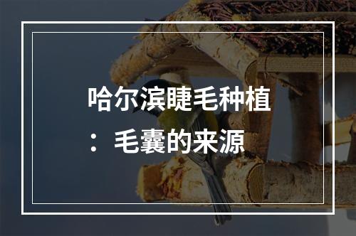 哈尔滨睫毛种植：毛囊的来源