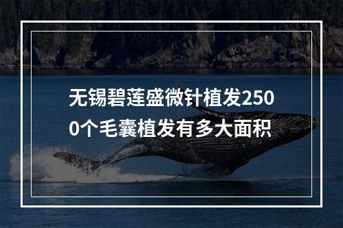 无锡碧莲盛微针植发2500个毛囊植发有多大面积