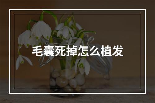 毛囊死掉怎么植发