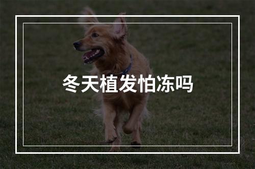 冬天植发怕冻吗