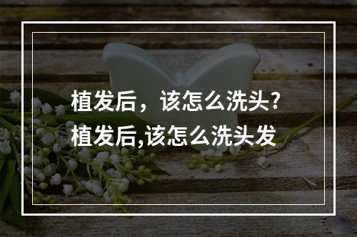 植发后，该怎么洗头? 植发后,该怎么洗头发