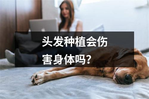 头发种植会伤害身体吗？