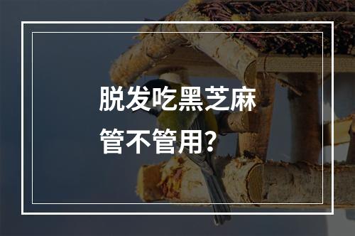 脱发吃黑芝麻管不管用？