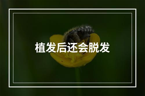 植发后还会脱发