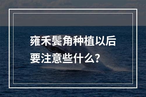 雍禾鬓角种植以后要注意些什么？