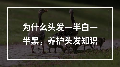 为什么头发一半白一半黑，养护头发知识