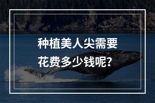 种植美人尖需要花费多少钱呢？